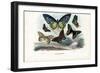 Butterflies, 1863-79-Raimundo Petraroja-Framed Giclee Print