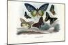 Butterflies, 1863-79-Raimundo Petraroja-Mounted Giclee Print
