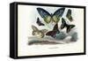 Butterflies, 1863-79-Raimundo Petraroja-Framed Stretched Canvas