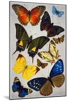 Butterflies, 19th Century-null-Mounted Giclee Print