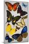 Butterflies, 19th Century-null-Mounted Giclee Print