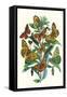 Butterflies: A. Dia, A. Lathonia-William Forsell Kirby-Framed Stretched Canvas