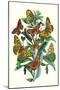 Butterflies: A. Dia, A. Lathonia-William Forsell Kirby-Mounted Art Print