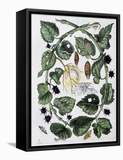 Butterflies and Chrysalis - Dess. by Maria Sibylla Merian, N.D., Approx. Late 18Th Century-Maria Sibylla Graff Merian-Framed Stretched Canvas