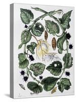 Butterflies and Chrysalis - Dess. by Maria Sibylla Merian, N.D., Approx. Late 18Th Century-Maria Sibylla Graff Merian-Stretched Canvas