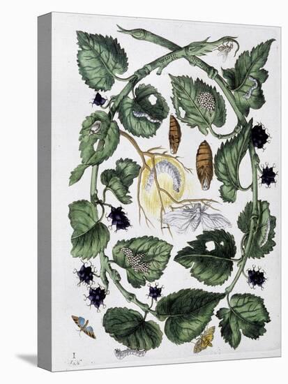 Butterflies and Chrysalis - Dess. by Maria Sibylla Merian, N.D., Approx. Late 18Th Century-Maria Sibylla Graff Merian-Stretched Canvas