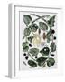 Butterflies and Chrysalis - Dess. by Maria Sibylla Merian, N.D., Approx. Late 18Th Century-Maria Sibylla Graff Merian-Framed Giclee Print