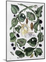 Butterflies and Chrysalis - Dess. by Maria Sibylla Merian, N.D., Approx. Late 18Th Century-Maria Sibylla Graff Merian-Mounted Giclee Print