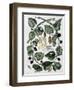 Butterflies and Chrysalis - Dess. by Maria Sibylla Merian, N.D., Approx. Late 18Th Century-Maria Sibylla Graff Merian-Framed Giclee Print