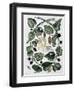 Butterflies and Chrysalis - Dess. by Maria Sibylla Merian, N.D., Approx. Late 18Th Century-Maria Sibylla Graff Merian-Framed Giclee Print