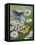 Butterflies and Daisies-Fred Szatkowski-Framed Stretched Canvas