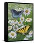 Butterflies and Daisies-Fred Szatkowski-Framed Stretched Canvas