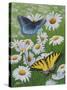 Butterflies and Daisies-Fred Szatkowski-Stretched Canvas