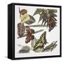 Butterflies and Larva-null-Framed Stretched Canvas