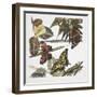 Butterflies and Larva-null-Framed Giclee Print