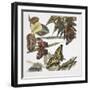 Butterflies and Larva-null-Framed Giclee Print