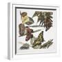 Butterflies and Larva-null-Framed Giclee Print