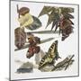 Butterflies and Larva-null-Mounted Giclee Print