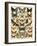 Butterflies and Moths Common to Europe-null-Framed Giclee Print