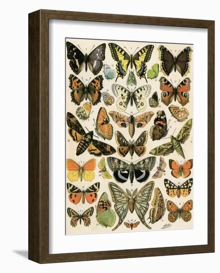 Butterflies and Moths Common to Europe-null-Framed Giclee Print