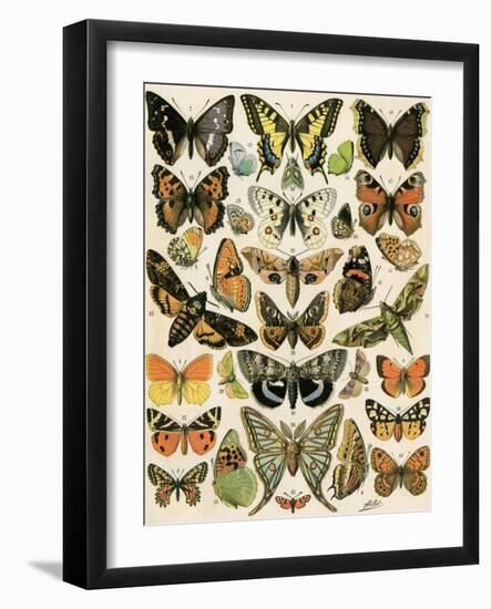 Butterflies and Moths Common to Europe-null-Framed Giclee Print