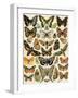 Butterflies and Moths Common to Europe-null-Framed Giclee Print