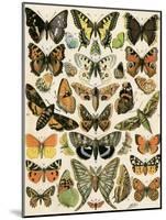Butterflies and Moths Common to Europe-null-Mounted Giclee Print