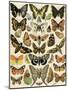 Butterflies and Moths Common to Europe-null-Mounted Giclee Print