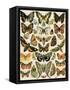 Butterflies and Moths Common to Europe-null-Framed Stretched Canvas