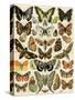 Butterflies and Moths Common to Europe-null-Stretched Canvas