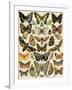 Butterflies and Moths Common to Europe-null-Framed Giclee Print