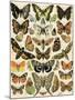 Butterflies and Moths Common to Europe-null-Mounted Giclee Print