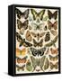 Butterflies and Moths Common to Europe-null-Framed Stretched Canvas