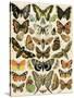 Butterflies and Moths Common to Europe-null-Stretched Canvas