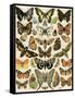 Butterflies and Moths Common to Europe-null-Framed Stretched Canvas