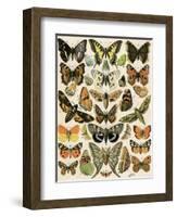 Butterflies and Moths Common to Europe-null-Framed Giclee Print