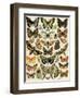 Butterflies and Moths Common to Europe-null-Framed Giclee Print