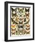 Butterflies and Moths Common to Europe-null-Framed Giclee Print