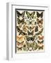 Butterflies and Moths Common to Europe-null-Framed Giclee Print