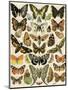 Butterflies and Moths Common to Europe-null-Mounted Giclee Print