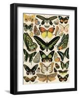 Butterflies and Moths not native to Europe-null-Framed Giclee Print