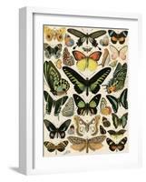 Butterflies and Moths not native to Europe-null-Framed Giclee Print