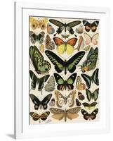 Butterflies and Moths not native to Europe-null-Framed Giclee Print