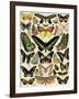 Butterflies and Moths not native to Europe-null-Framed Giclee Print