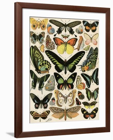 Butterflies and Moths not native to Europe-null-Framed Giclee Print