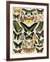 Butterflies and Moths not native to Europe-null-Framed Giclee Print