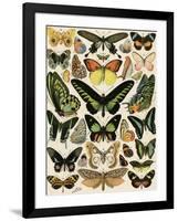 Butterflies and Moths not native to Europe-null-Framed Giclee Print