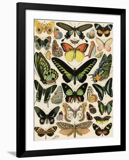 Butterflies and Moths not native to Europe-null-Framed Giclee Print