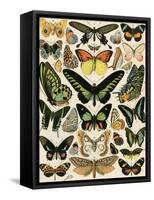 Butterflies and Moths not native to Europe-null-Framed Stretched Canvas