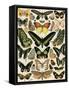 Butterflies and Moths not native to Europe-null-Framed Stretched Canvas